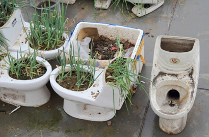 Pria di Shandong Tanam Tumbuhan dalam Kloset Toilet dan Pupuk Feses