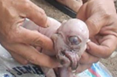 Anak Babi Bermata Satu dengan Lidah Menjulur Keluar Gemparkan Bali