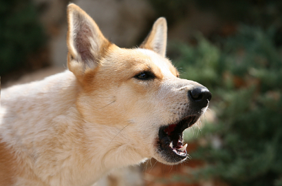Daebak, Punya Anjing di Kota Ini Bisa Kena Denda Rp 7 Juta
