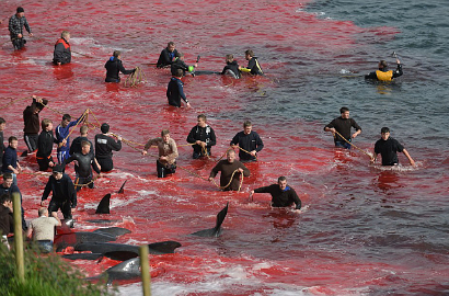 Ratusan Paus Dibantai, Pantai Denmark Jadi Lautan Merah