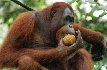 Kocaknya Orang Utan Cium Perut Ibu yang Sedang Hamil