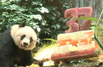 Panda Tertua di Dunia Rayakan Ultah Ke-37 Tahun dengan Kue Bambu