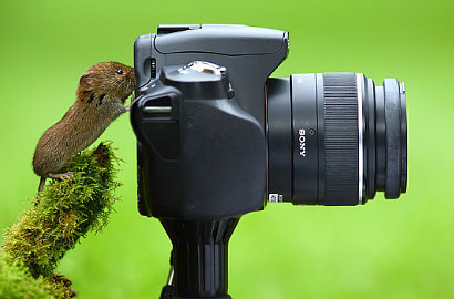 Wow, Macan Hingga Pinguin Ini Ternyata Ngebet Jadi Fotografer