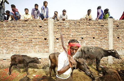 Gadhimai, Festival Berdarah Nepal yang Penggal Ratusan Ribu Hewan