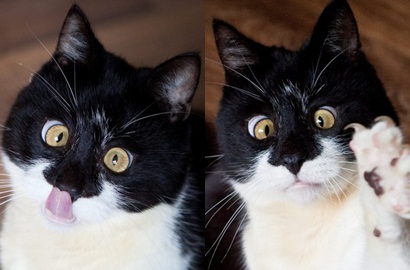 Lucu Tapi Kasihan, Kucing Ini Juling Usai Kepalanya Kejedot