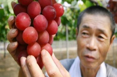 Termahal di Dunia, Anggur Ini Harganya Rp 4,2 Juta per Butir