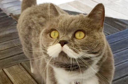 Citronelle, Si Kucing Cantik yang Jadi Seleb Instagram