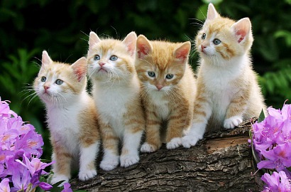 Ini Alasan Kebanyakan Kucing Menengok Dipanggil 'Puss'
