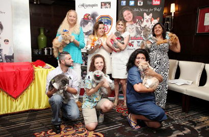 Lucunya Kucing Didandani untuk Fashion Show Matilda di New York
