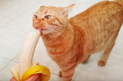 Mao, Kucing Pecinta Buah yang Lahap Makan Pisang