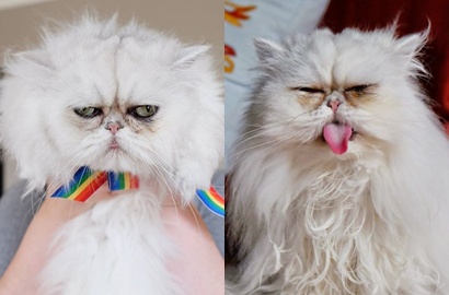 Kenalan dengan Manchego dan Chipotle, Kucing Berwajah Seram Bak 'Alien'