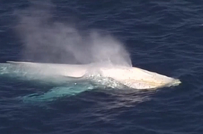 Penampakan Paus Putih Langka Lagi-Lagi Tertangkap Kamera di Laut Australia