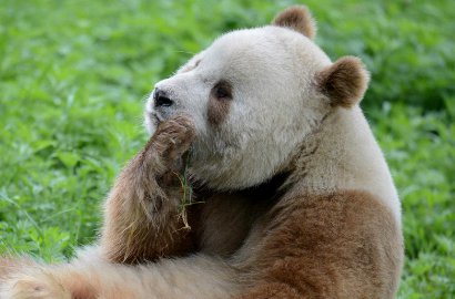 Satu-Satunya di Dunia, Begini Lucunya Panda Berwarna Coklat