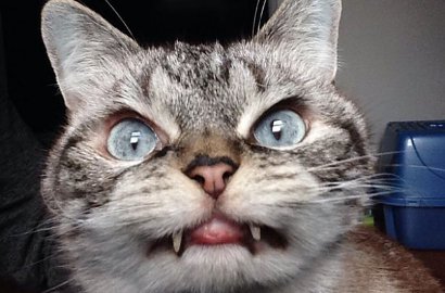 Yuk, Kenalan Sama Loki Si Kucing Vampir Nan Imut
