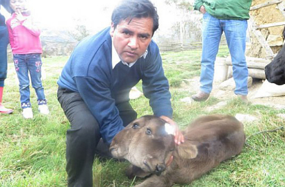 Anak Lembu dengan 2 Kepala Lahir Bikin Warga Peru Heboh