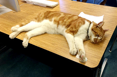 Kucing Bernama Bubba Punya Kartu Pelajar Gara-Gara Rajin ke Sekolah