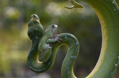 Katak di Kebun Binatang Jakarta Ini Bersahabat dengan Ular Piton