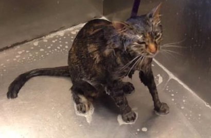 Ogah Dimandikan, Kucing Ini Bilang 'No More' ke Majikannya