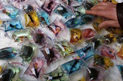 Kejamnya Pedagang Tiongkok Bikin Gantungan Kunci dari Hewan Hidup