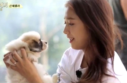 Park Shin Hye Gemas dengan Anak Anjing Minky di 'Three Meals A Day'