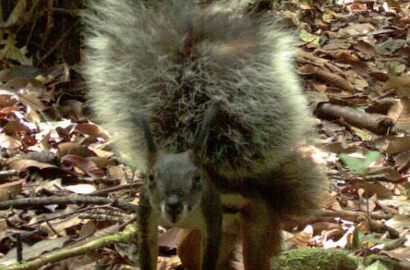 'Tupai Vampir' Langka Ditemukan di Kalimantan