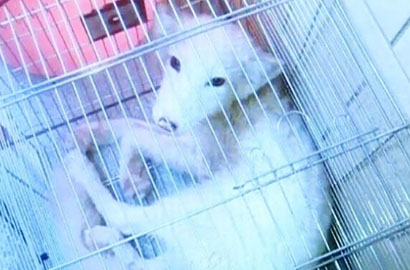 Ingin Pelihara Anjing, Keluarga Ini Malah Dapat Rubah