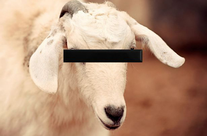 Kisah Pengidap Kelainan Seksual Terhadap Binatang