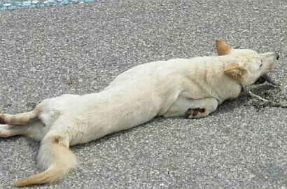 Kejamnya Pria di Korea Menyeret Anjingnya Hingga Kelelahan