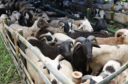 Jelang Idul Adha, Ada 'Salon' Kambing di Semarang
