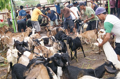 Tarik Minat Pembeli, Penjual Hewan Kurban Beri Bonus Batu Akik