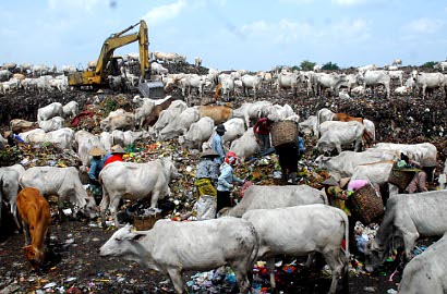 Asal Sehat, Sapi dan Kambing Pemakan Sampah Boleh Jadi Hewan Korban
