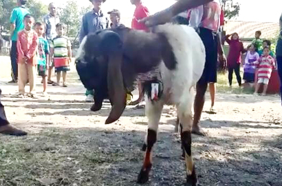 Ajaib, Sudah Disembelih Tapi Kambing Tak Bisa Mati