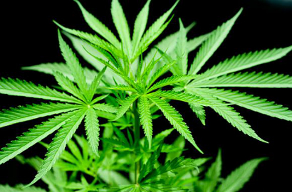 Ajaib, Ganja Senilai Rp 146 juta Tiba-Tiba Jatuh dari Langit