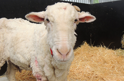 Chris the Merino, Domba dengan Wol Terbesar di Guinness World Records