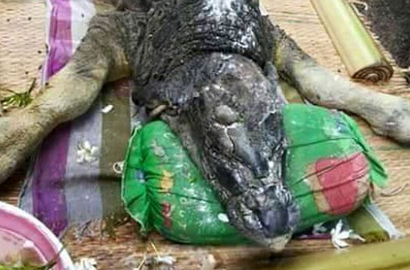 Spesies Aneh dengan Tubuh Kerbau Berkepala Buaya Ditemukan di Thailand