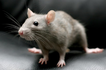Wah, Ada Spesies Tikus Hidung Babi di Indonesia
