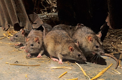 Jadi Juara Pembunuh Tikus, Pria di Bangladesh Kantongi Uang Rp 3,3 Juta