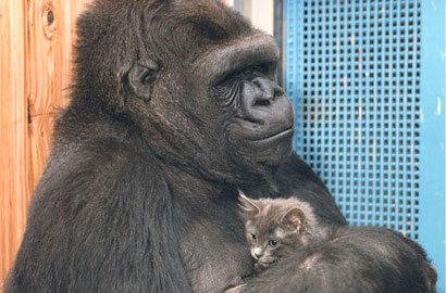 Bikin Gemas, Gorila ini Adopsi Anak-Anak Kucing Imut