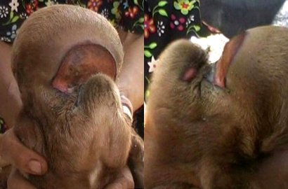 Kambing Berkepala Monyet Gegerkan Warga Jawa Tengah