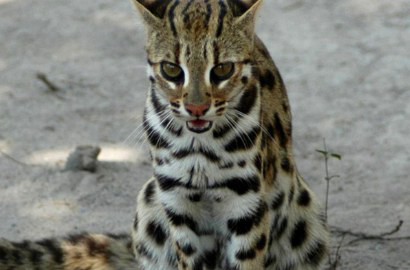Pamer Foto Berburu Kucing Hutan, Mahasiswi UNEJ Ditangkap Polisi