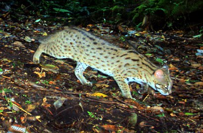 Setelah Mahasiswi UNEJ, 2 Pria Unggah Foto Perburuan Kucing Hutan
