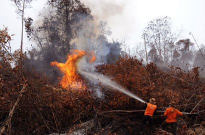 Sebabkan Kabut Asap, 7 Perusahaan Asing Jadi Tersangka Kebakaran Hutan