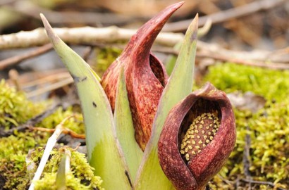 Bak Kompor, Bunga di Hutan Kanada Ini Panasnya Bisa Melelehkan Salju