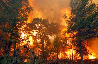 Sedih, Piton Terpanggang Bersama Telurnya di Kebakaran Hutan