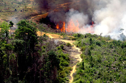 Astaga, Pembukaan Lahan dengan Bakar Hutan Ternyata Diizinkan Pemprov Kalteng
