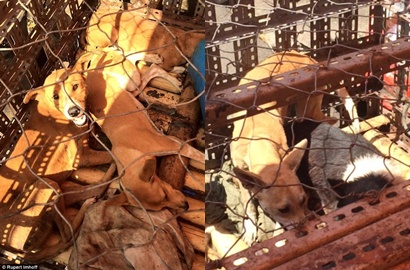 Penjagalan Sadis Anjing dan Kucing di Pasar Tomohon Sulawesi
