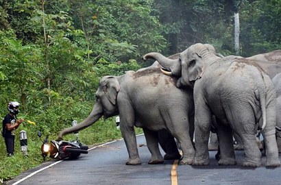 Video Menegangkan Sekelompok Gajah 'Keroyok' Biker Karena Knalpot