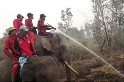 Demi Atasi Kabut Asap, 5 Ekor Gajah Bantu Padamkan Api
