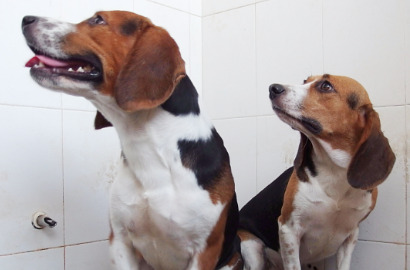 Biar Lebih Kuat, DNA Anjing Pemburu Dimanipulasi Ilmuwan Tiongkok