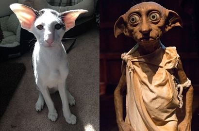Kucing Unyu Ini Disebut Kembaran Dobby 'Harry Potter', Semirip Apa Sih?